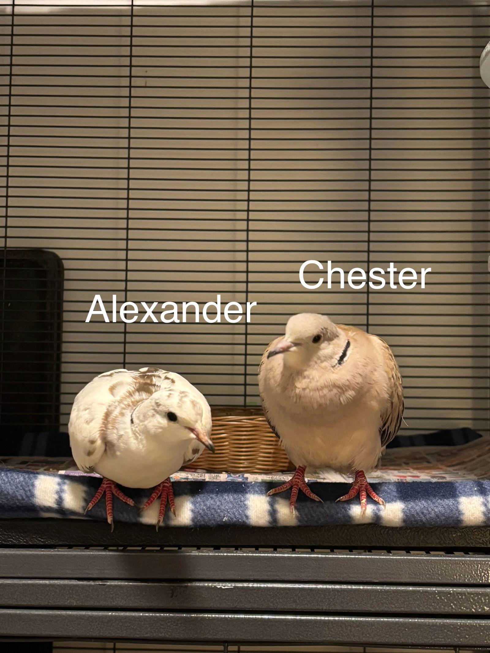 Enlarge Alexander and Chester, a Adoptable mixed breed in Aurora, IL image 1/1