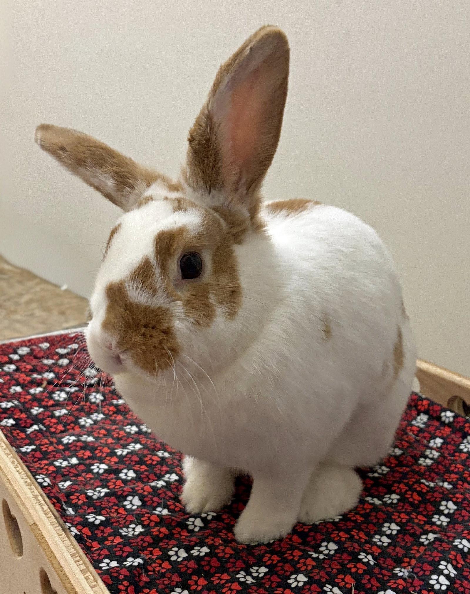 Almond Butter, Adoptable, Young Female English Spot.