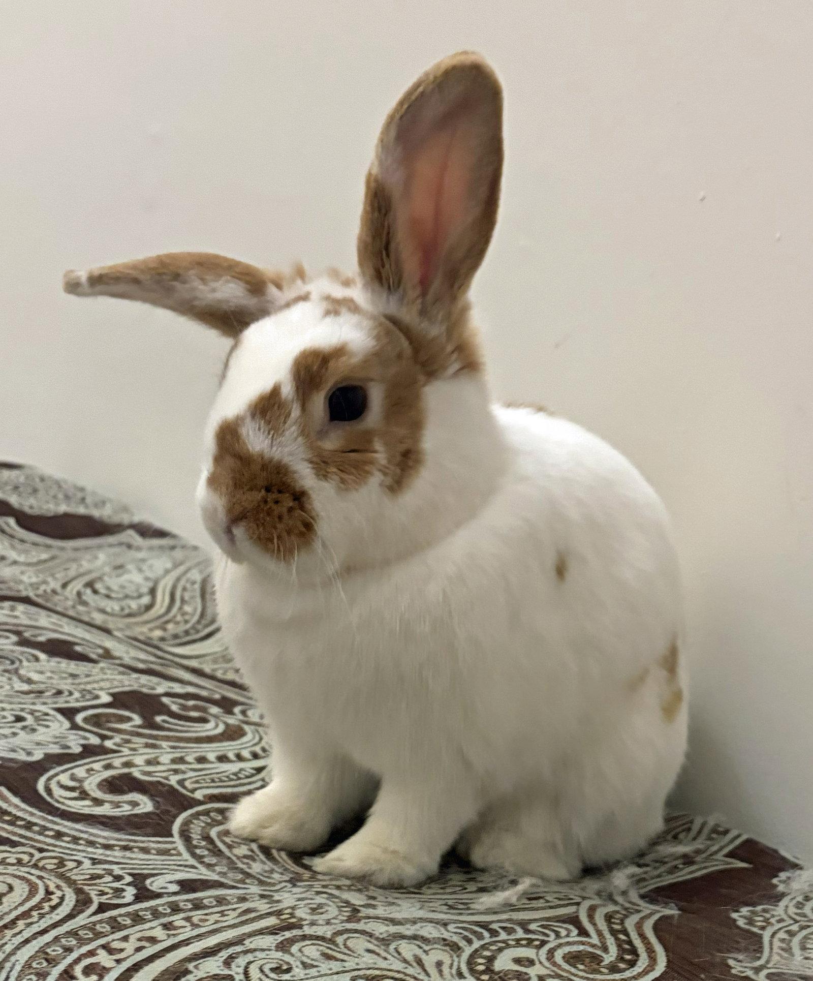 Enlarge Almond Butter, a Adoptable English Spot in Lakeville, MN image 2/3