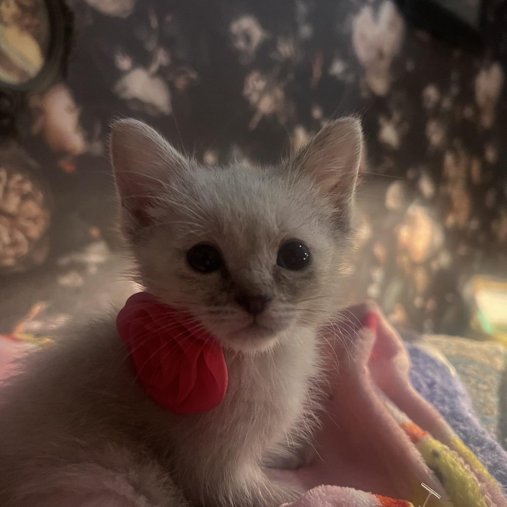 Fortune, Adoptable, Kitten Female Domestic Short Hair.