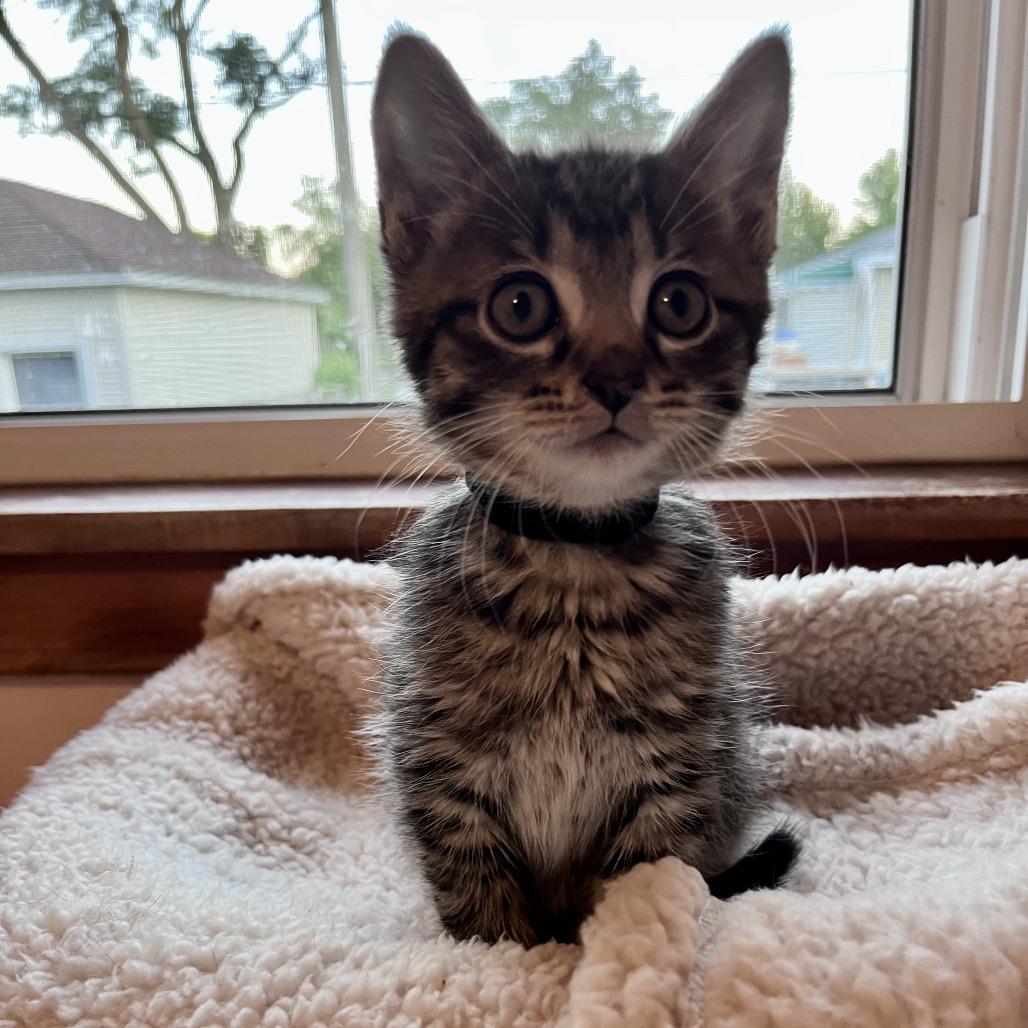 Dump Truck, Adoptable, Kitten Male Domestic Short Hair.