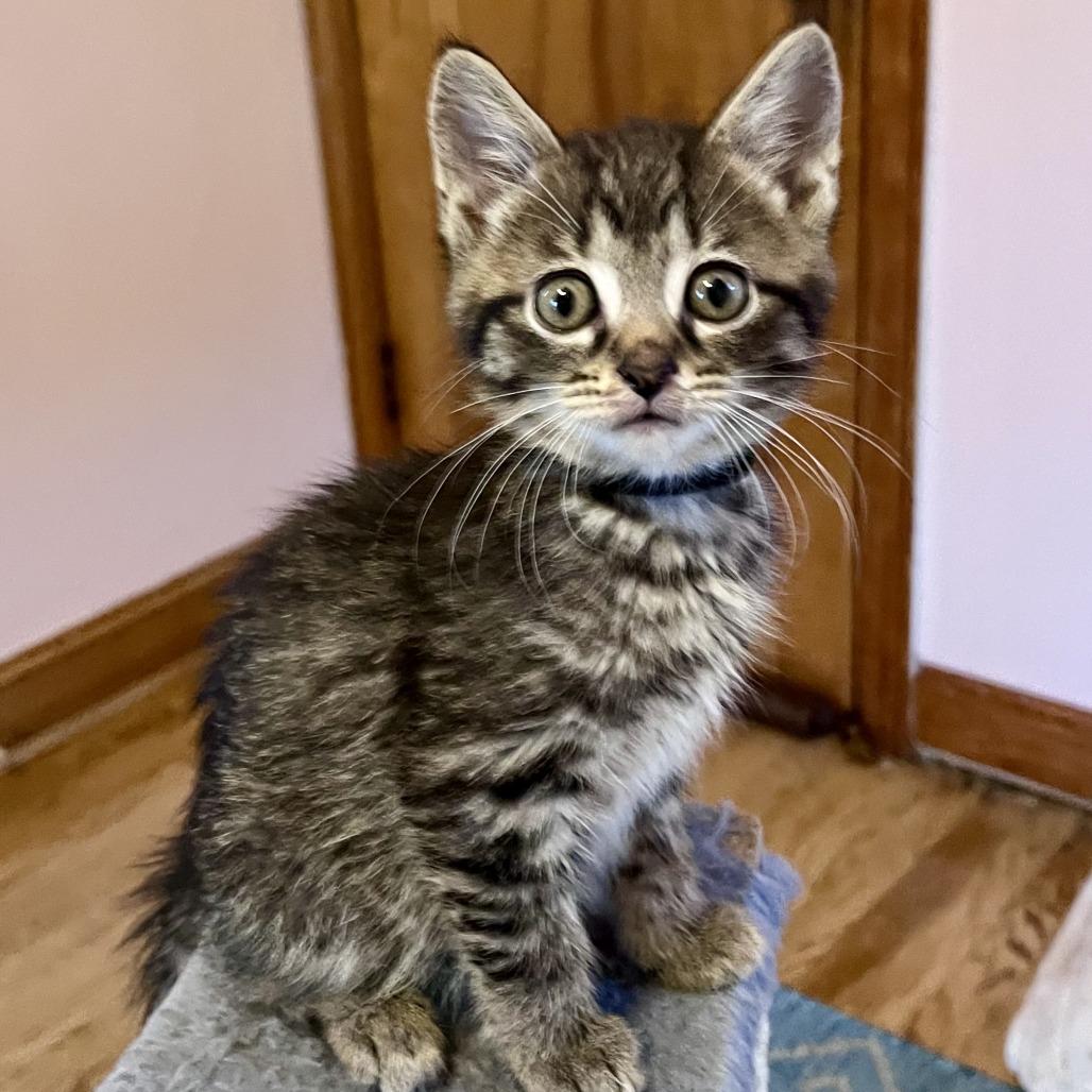 Dump Truck, a Adoptable Domestic Short Hair in Evanston, IL image 3/6