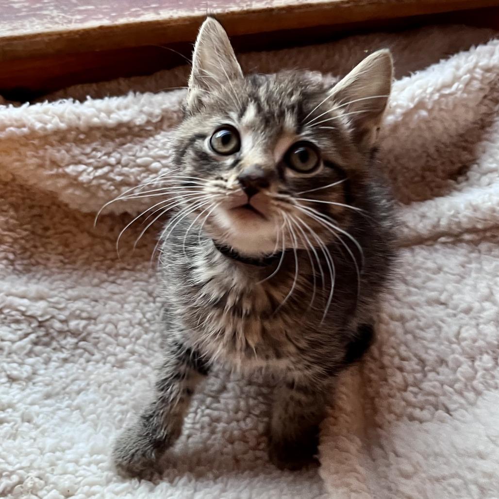 Dump Truck, a Adoptable Domestic Short Hair in Evanston, IL image 4/6