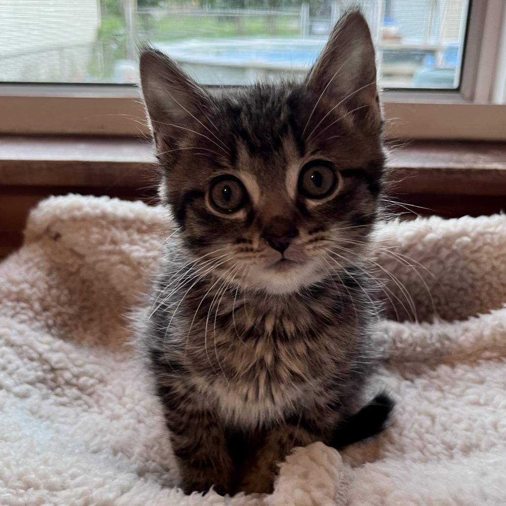 Dump Truck, a Adoptable Domestic Short Hair in Evanston, IL image 5/6