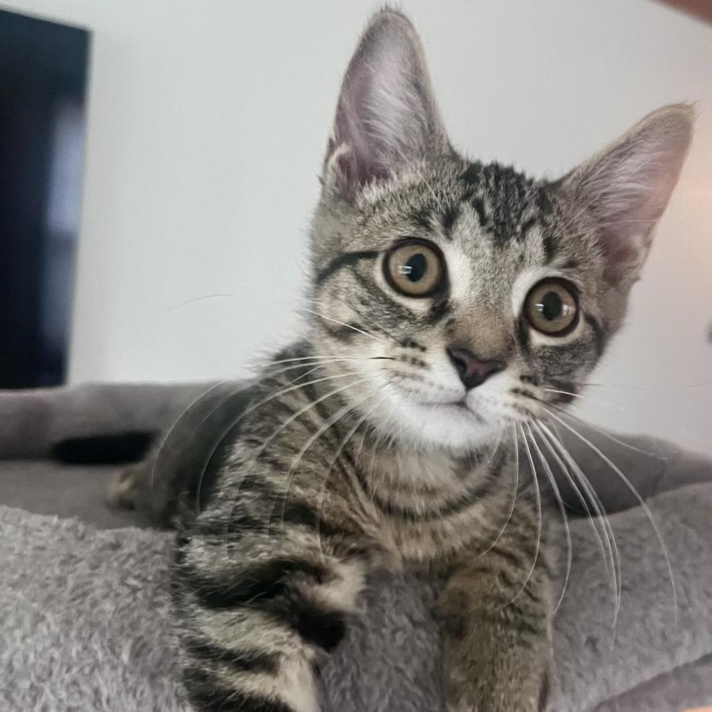 Dump Truck, a Adoptable Domestic Short Hair in Evanston, IL image 2/6