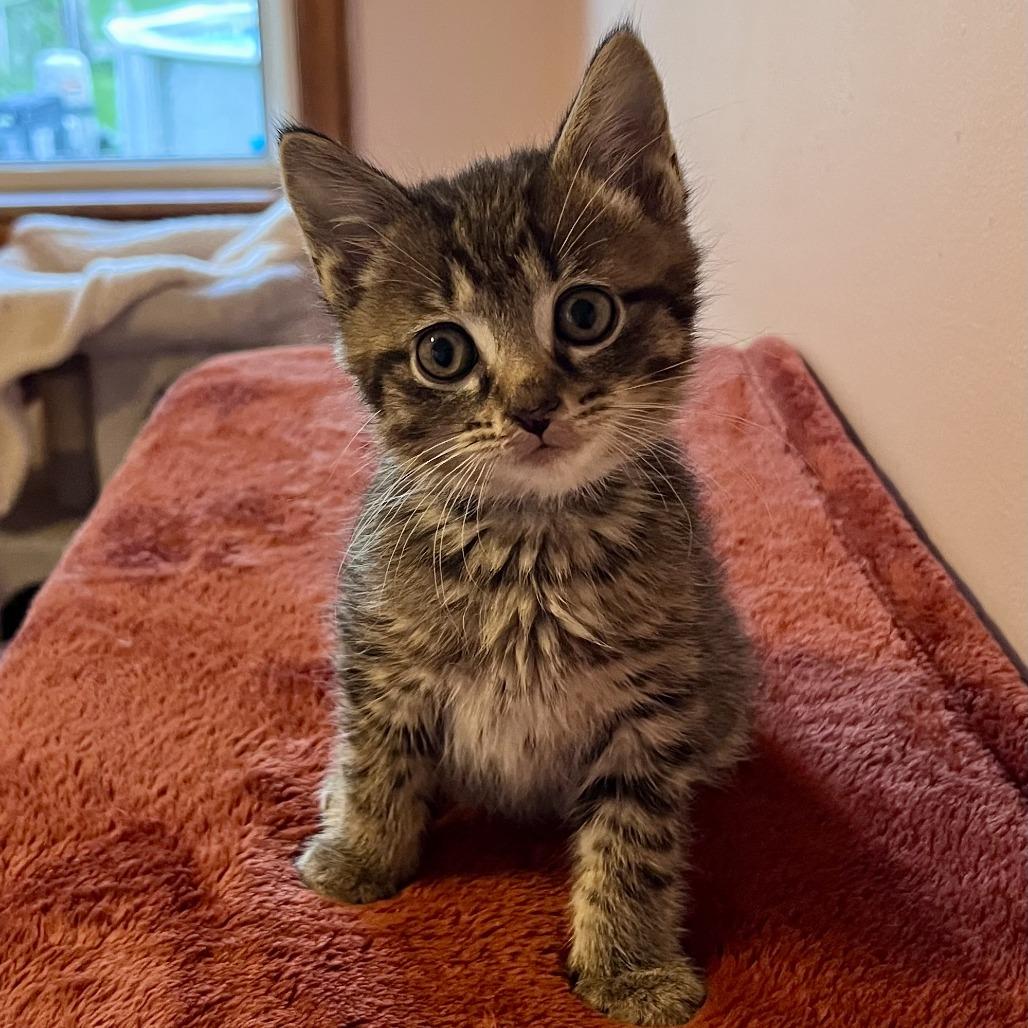 Dump Truck, a Adoptable Domestic Short Hair in Evanston, IL image 6/6