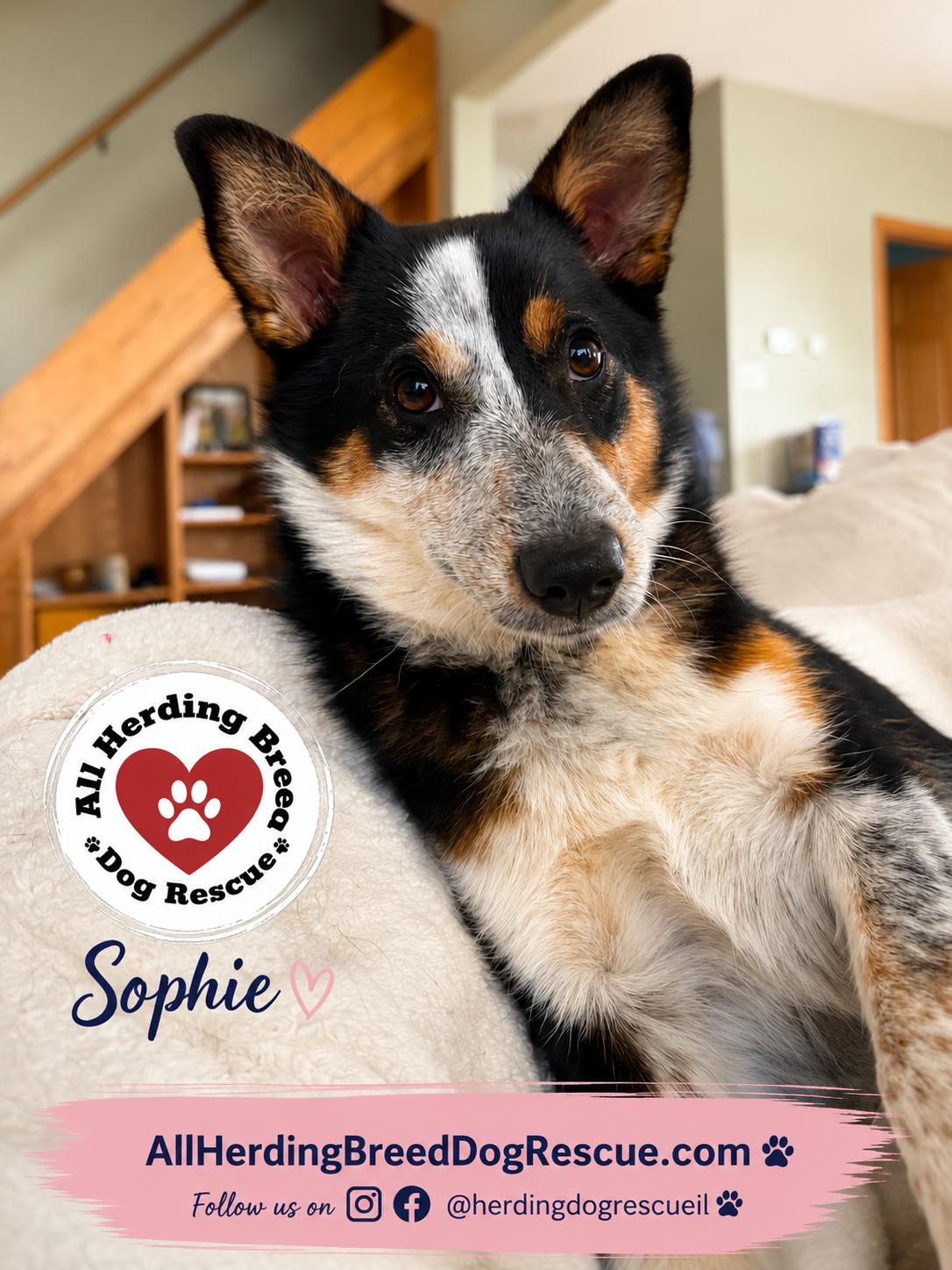 Sophie, an adopted mixed breed in Joliet, IL image 1/3