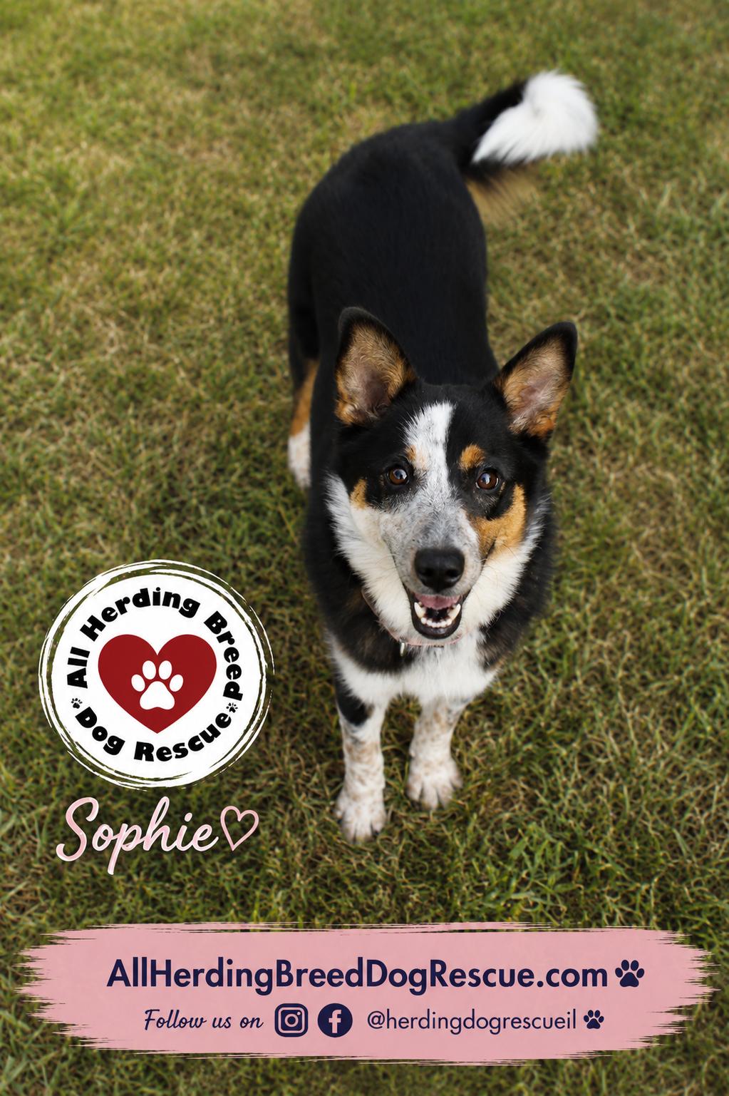 Sophie, an adopted mixed breed in Joliet, IL image 2/3