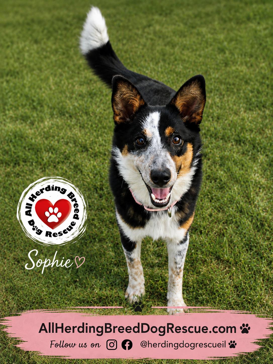 Sophie, an adopted mixed breed in Joliet, IL image 3/3