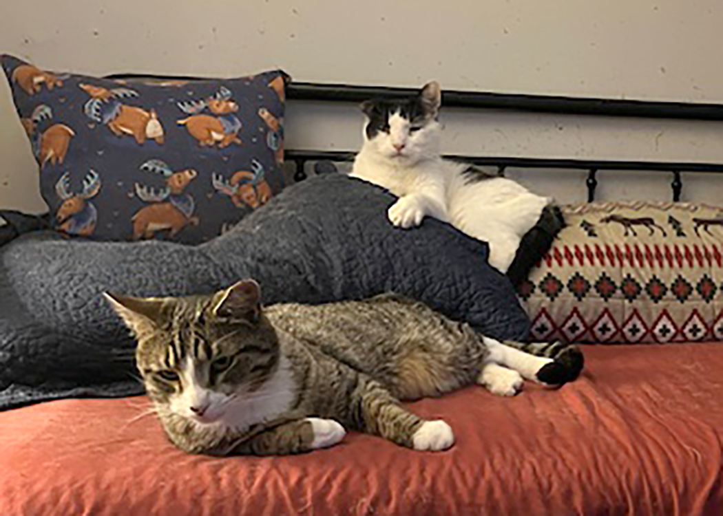 Schmatta, a Adoptable Domestic Short Hair in Weehawken, NJ image 1/4