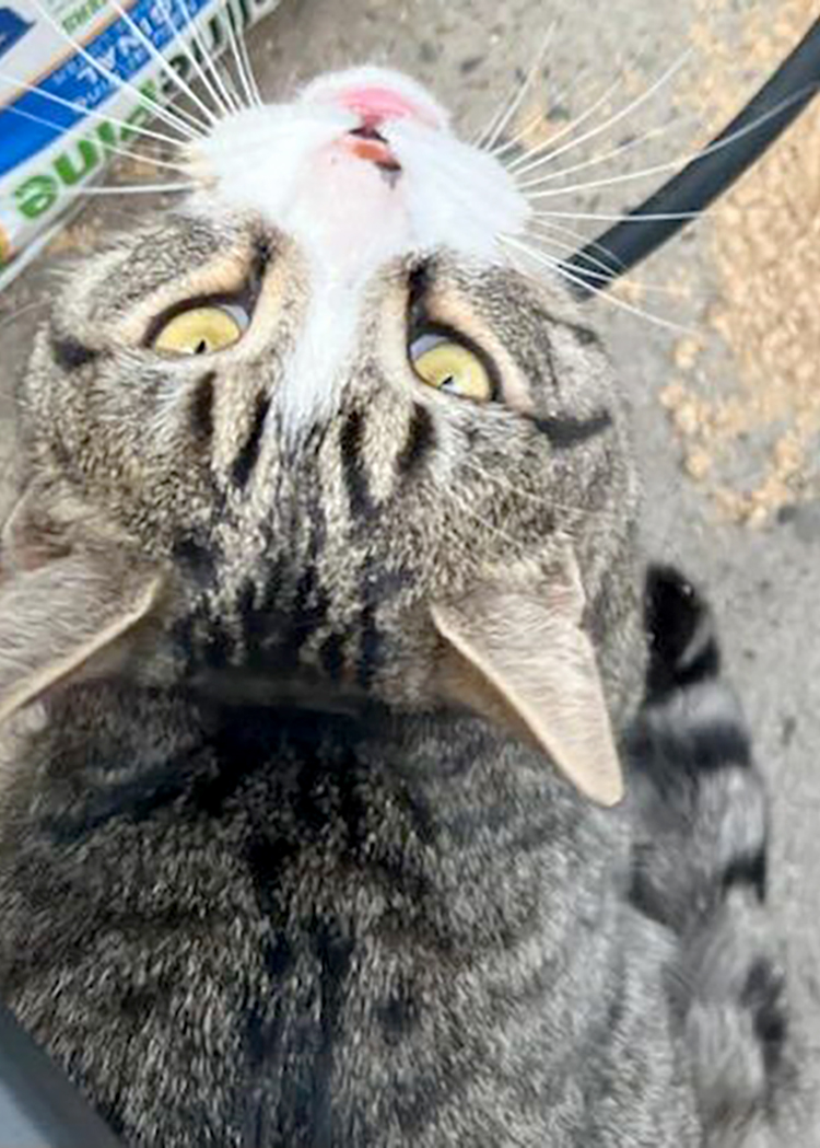 Schmatta, a Adoptable Domestic Short Hair in Weehawken, NJ image 2/4