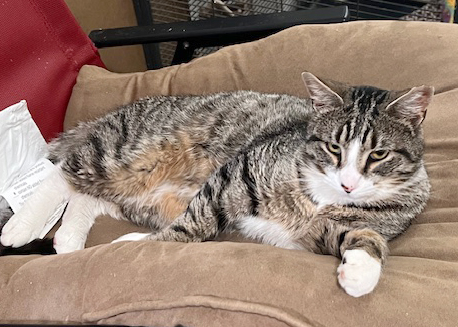 Schmatta, a Adoptable Domestic Short Hair in Weehawken, NJ image 3/4