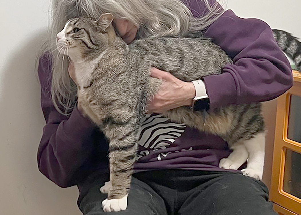 Schmatta, a Adoptable Domestic Short Hair in Weehawken, NJ image 4/4