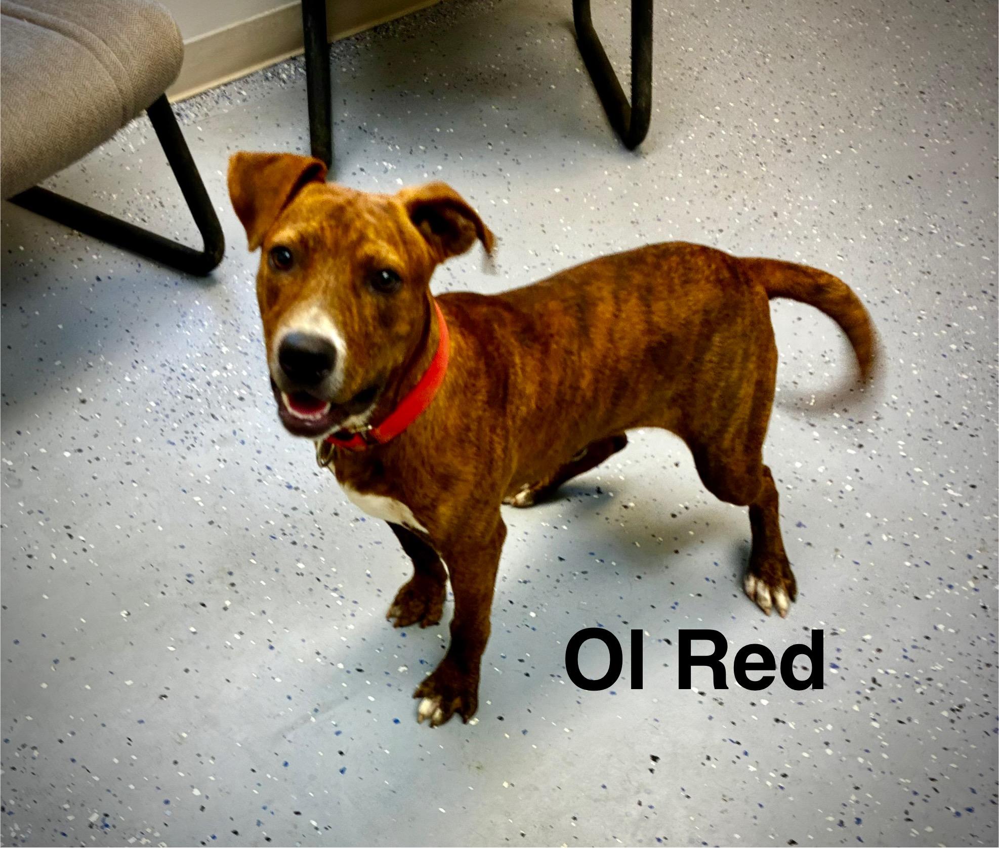 Ole Red, Adoptable, Adult Male Boxer.