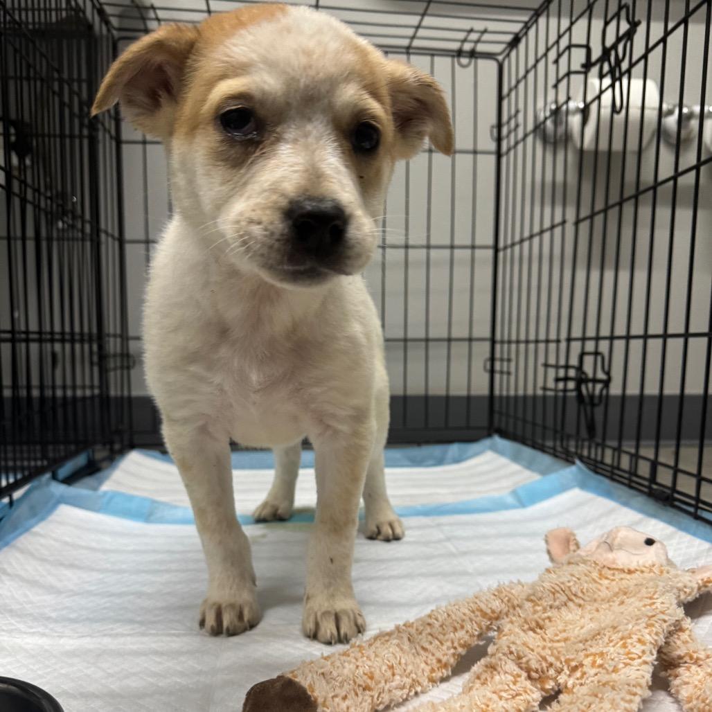 Parsnip, Adoptable, Puppy Female Mixed Breed.