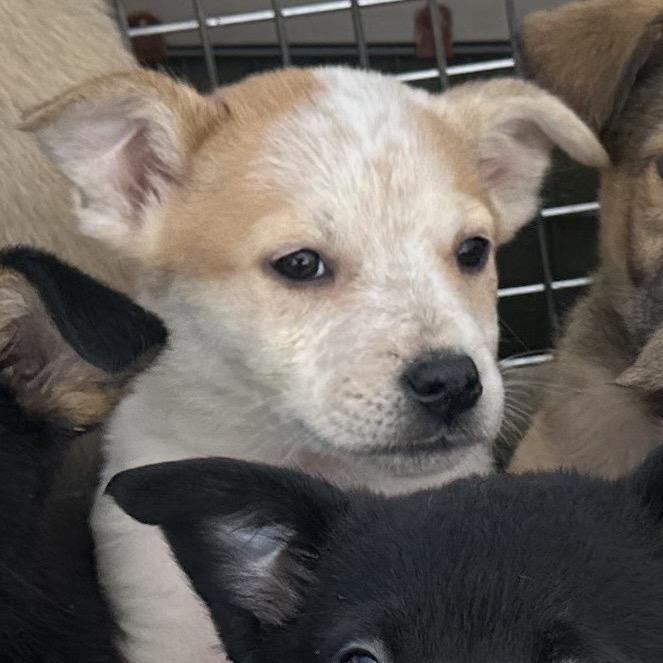 Enlarge Parsnip, a Adoptable Mixed Breed in Tacoma, WA image 2/3