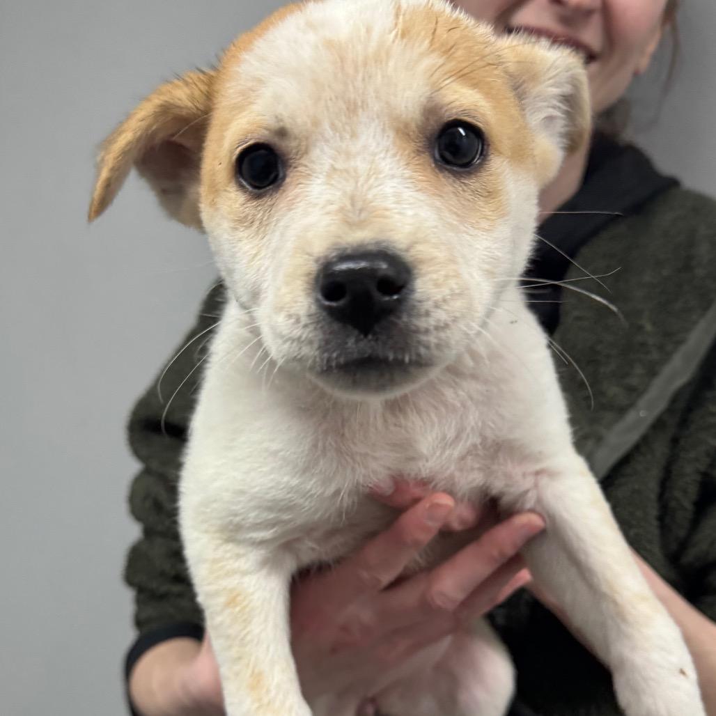 Enlarge Parsnip, a Adoptable Mixed Breed in Tacoma, WA image 3/3