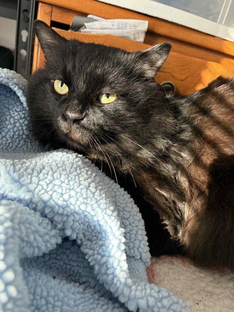 Tayo, Adoptable, Young Male Domestic Long Hair.