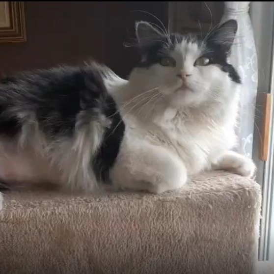 Monique, ADOPTABLE, Adult Female Domestic Medium Hair & Domestic Long Hair.