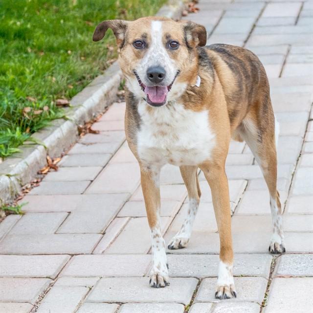 Enlarge LADY MAE, a Adoptable mixed breed in Saint Louis, MO image 1/1