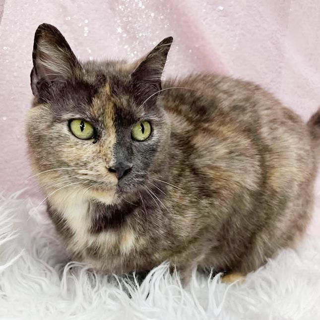 Enlarge Hattie is a fluffy rainbow love muffin!   SUPER SNUGGLER ALERT - Video!, a Adoptable mixed breed in Bedford Hills, NY image 3/6