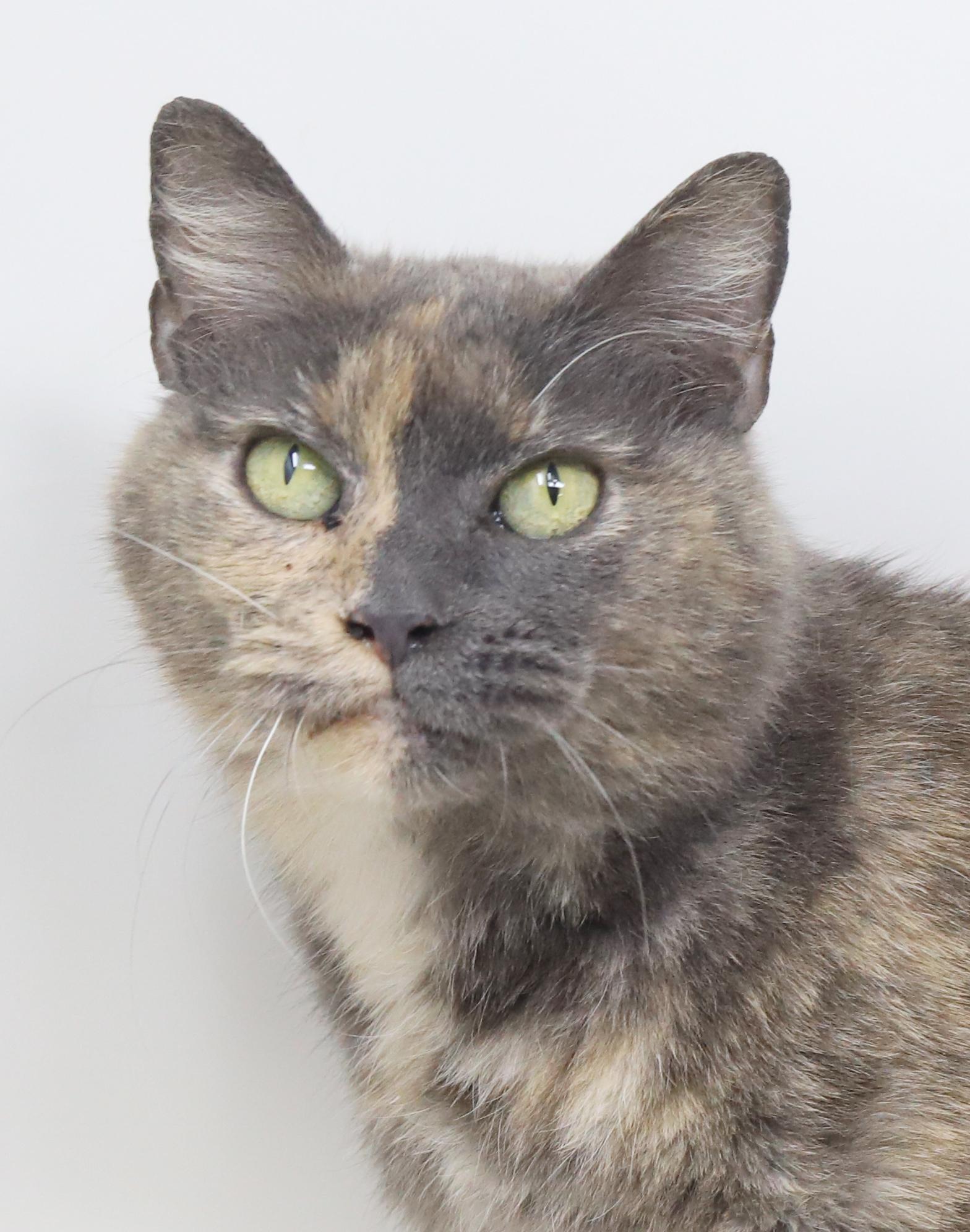 Enlarge Hattie is a fluffy rainbow love muffin!   SUPER SNUGGLER ALERT - Video!, a Adoptable mixed breed in Bedford Hills, NY image 1/6