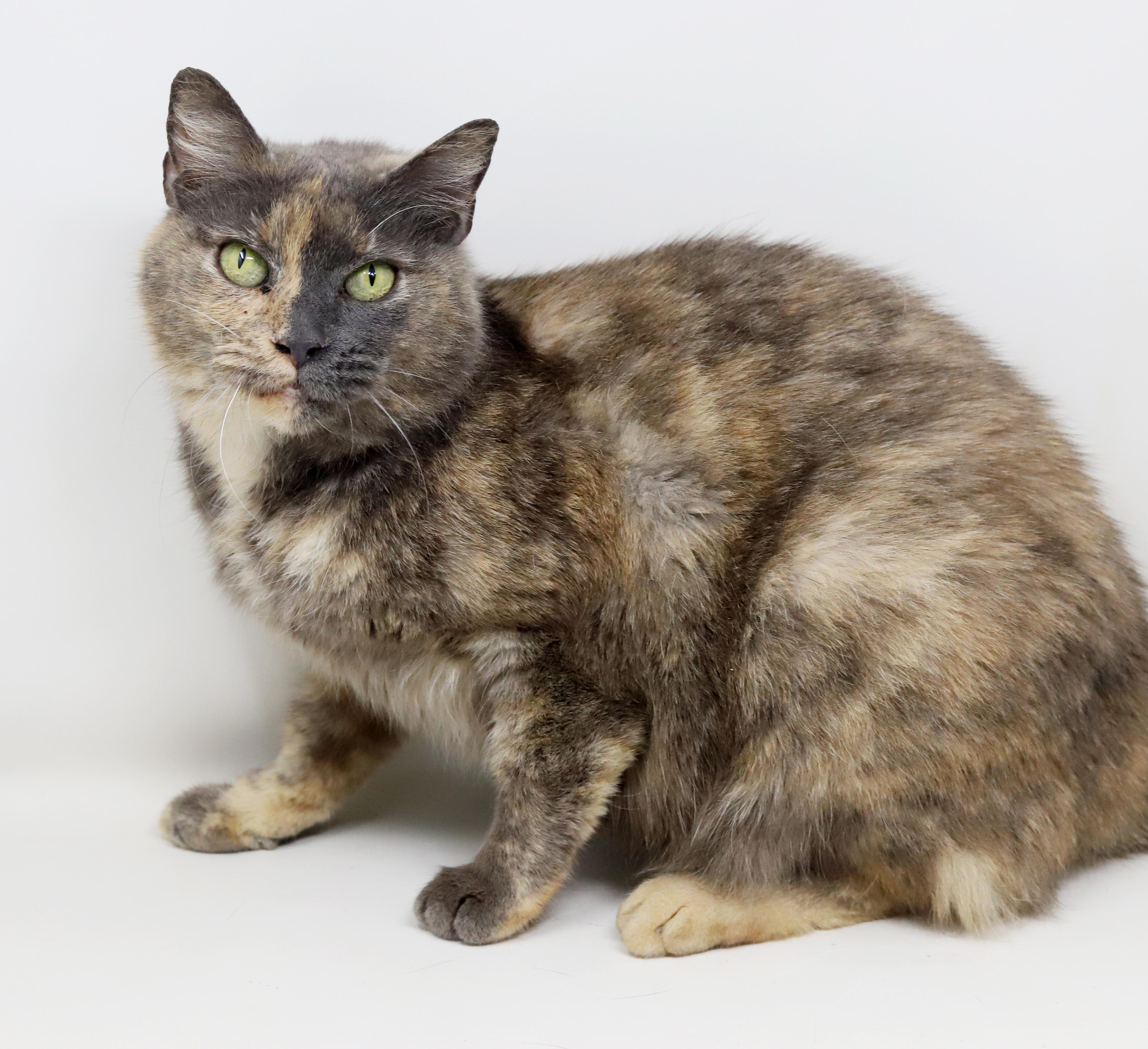 Enlarge Hattie is a fluffy rainbow love muffin!   SUPER SNUGGLER ALERT - Video!, a Adoptable mixed breed in Bedford Hills, NY image 4/6