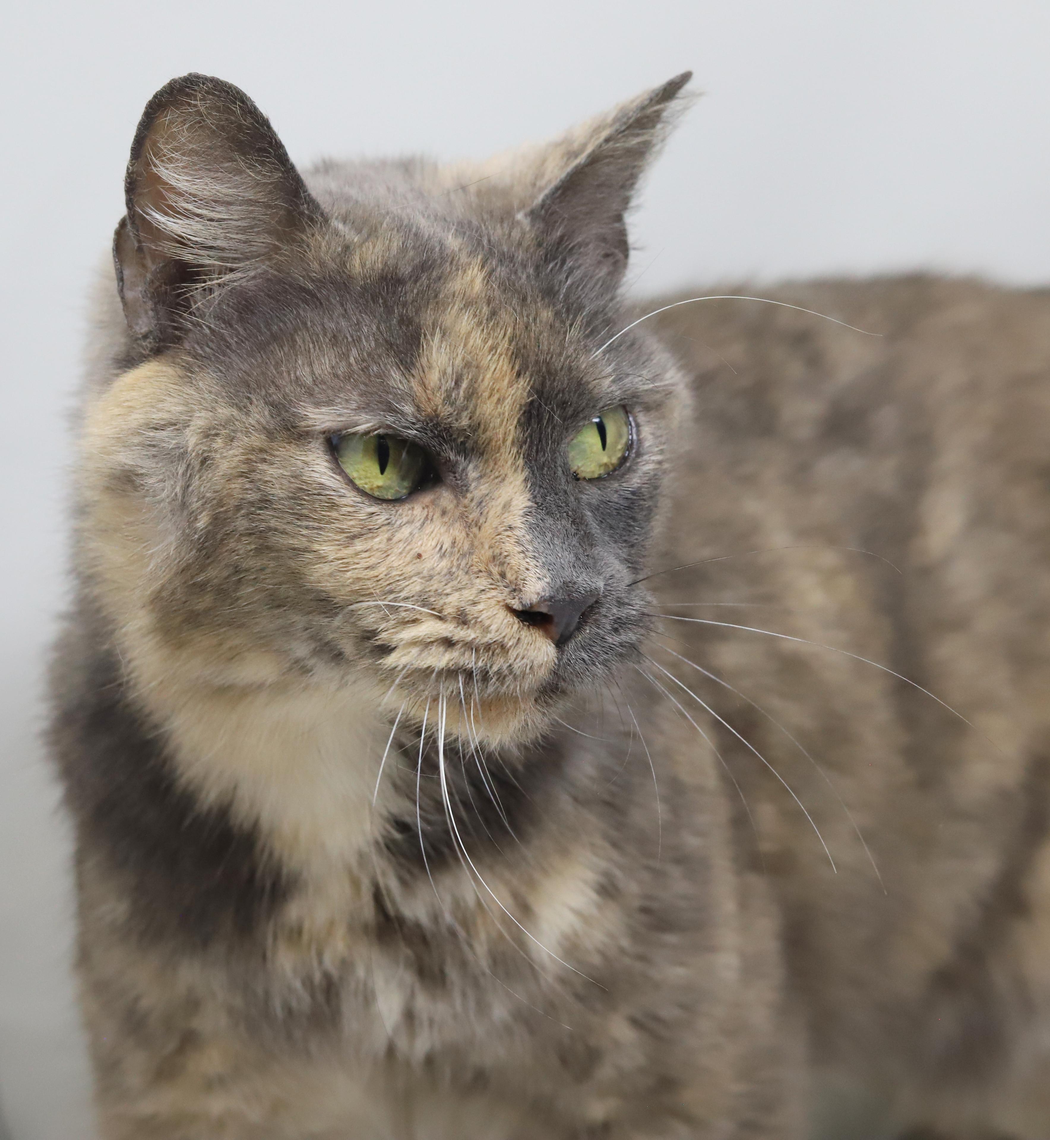 Enlarge Hattie is a fluffy rainbow love muffin!   SUPER SNUGGLER ALERT - Video!, a Adoptable mixed breed in Bedford Hills, NY image 5/6