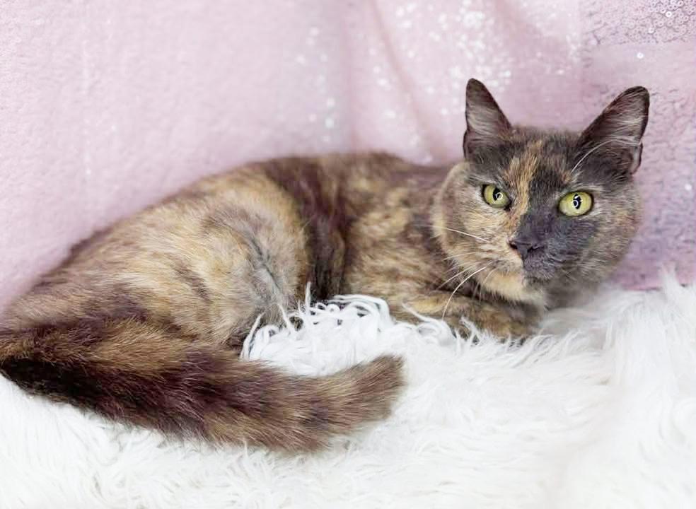 Enlarge Hattie is a fluffy rainbow love muffin!   SUPER SNUGGLER ALERT - Video!, a Adoptable mixed breed in Bedford Hills, NY image 6/6