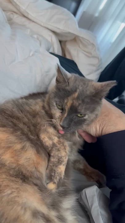 Enlarge Hattie is a fluffy rainbow love muffin!   SUPER SNUGGLER ALERT - Video!, a Adoptable mixed breed in Bedford Hills, NY video 2/6