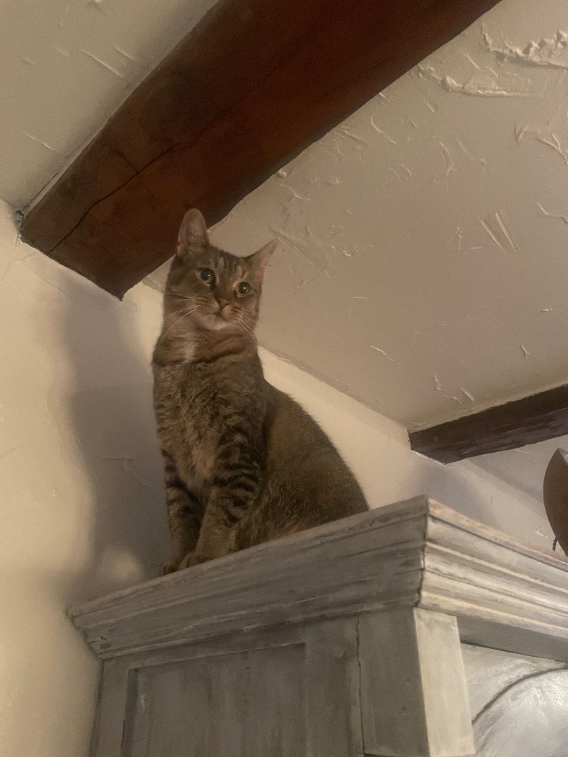 Enlarge Josie, a Adoptable mixed breed in Waveland, IN image 1/11