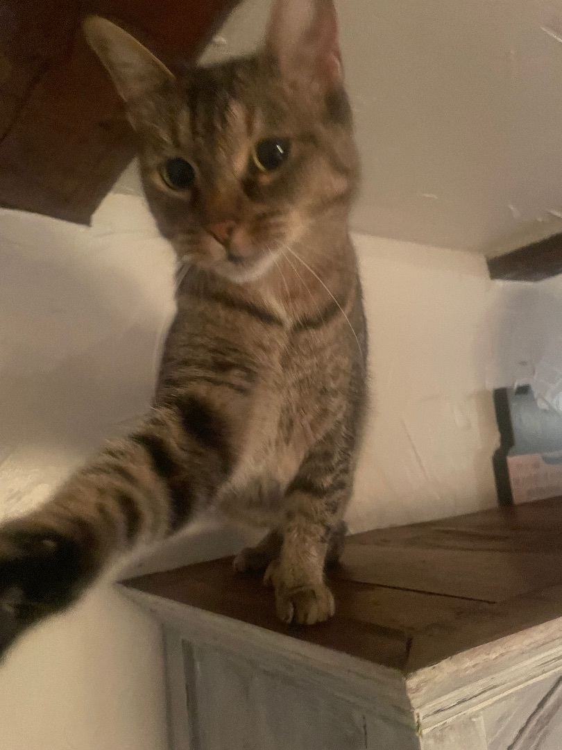 Enlarge Josie, a Adoptable mixed breed in Waveland, IN image 11/11