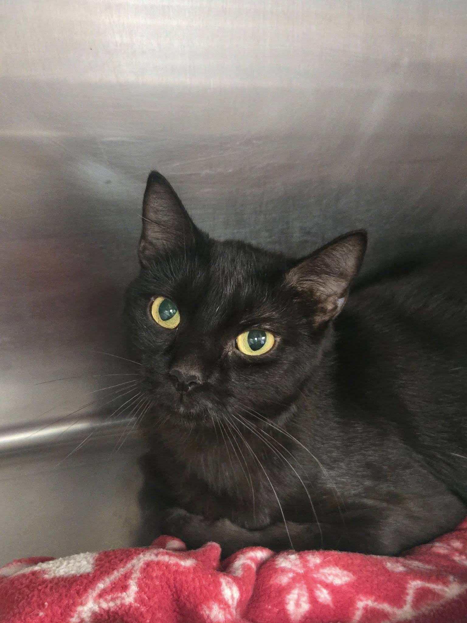 Honor, a Adoptable Domestic Short Hair in Chilton, WI image 2/6