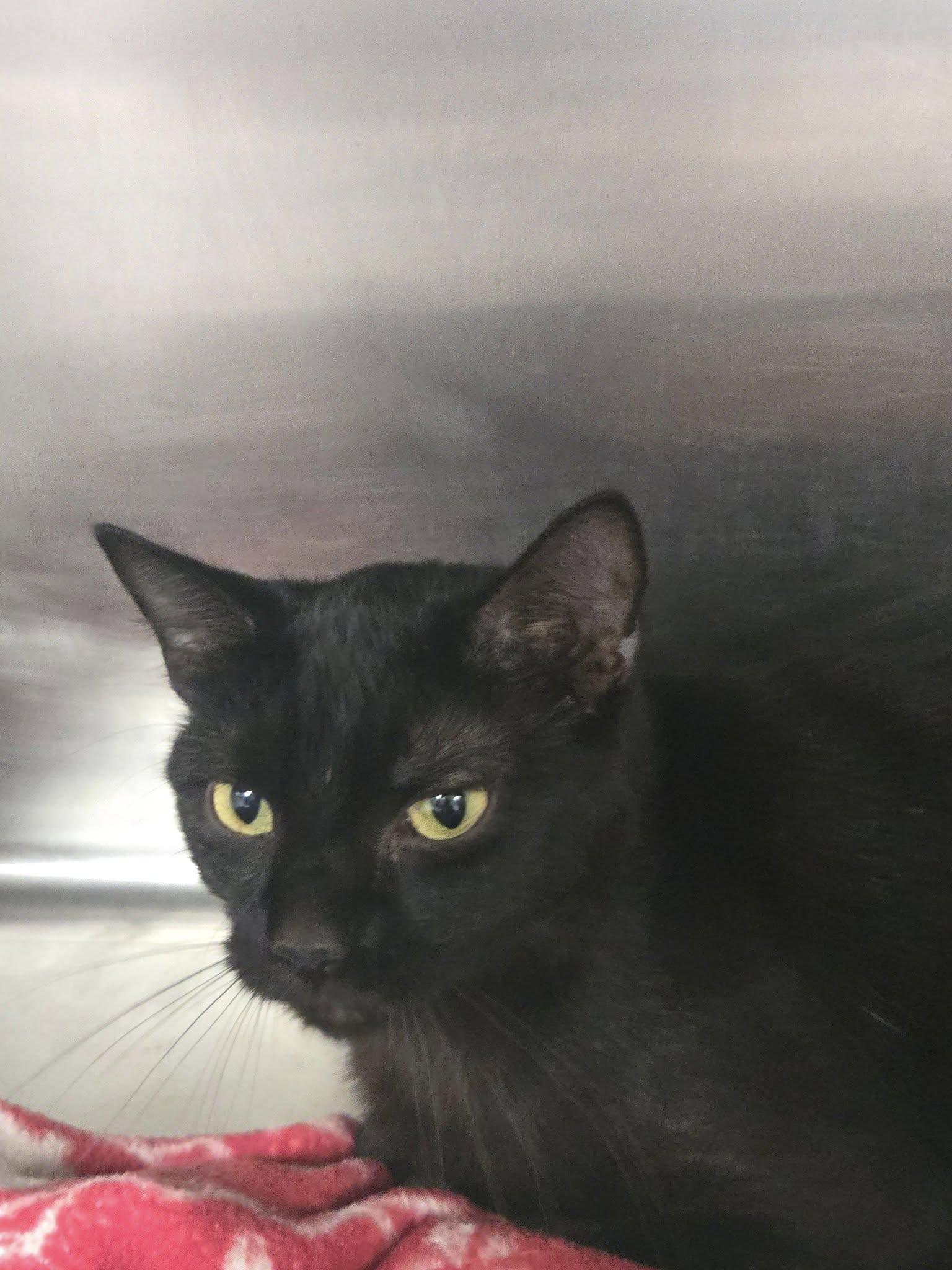 Honor, a Adoptable Domestic Short Hair in Chilton, WI image 3/6