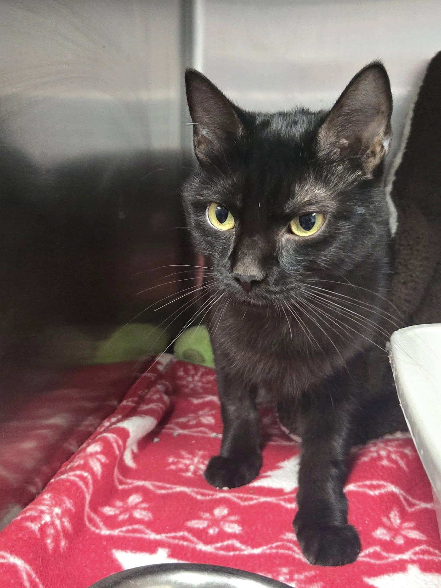 Honor, a Adoptable Domestic Short Hair in Chilton, WI image 6/6