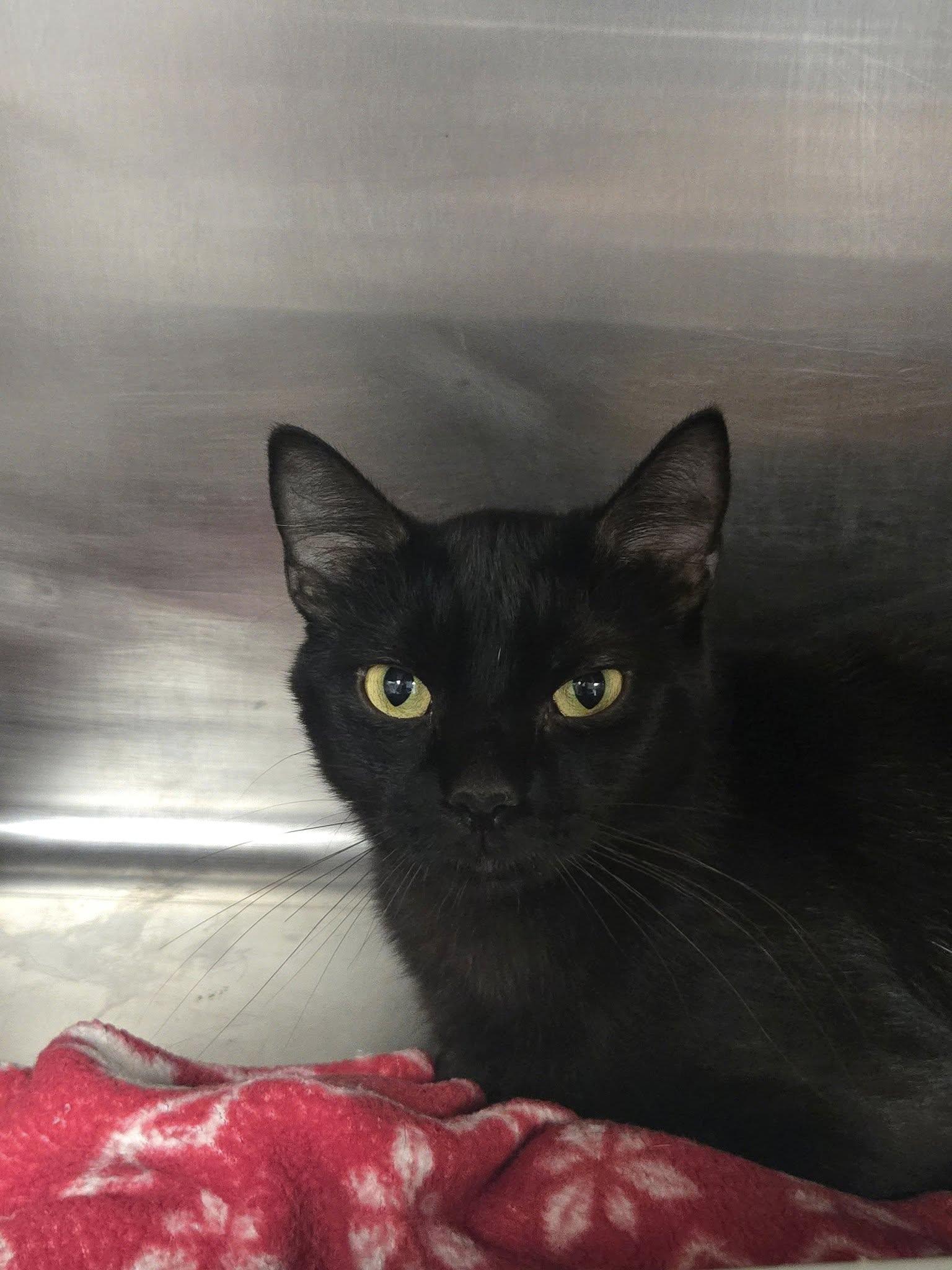 Honor, a Adoptable Domestic Short Hair in Chilton, WI image 5/6