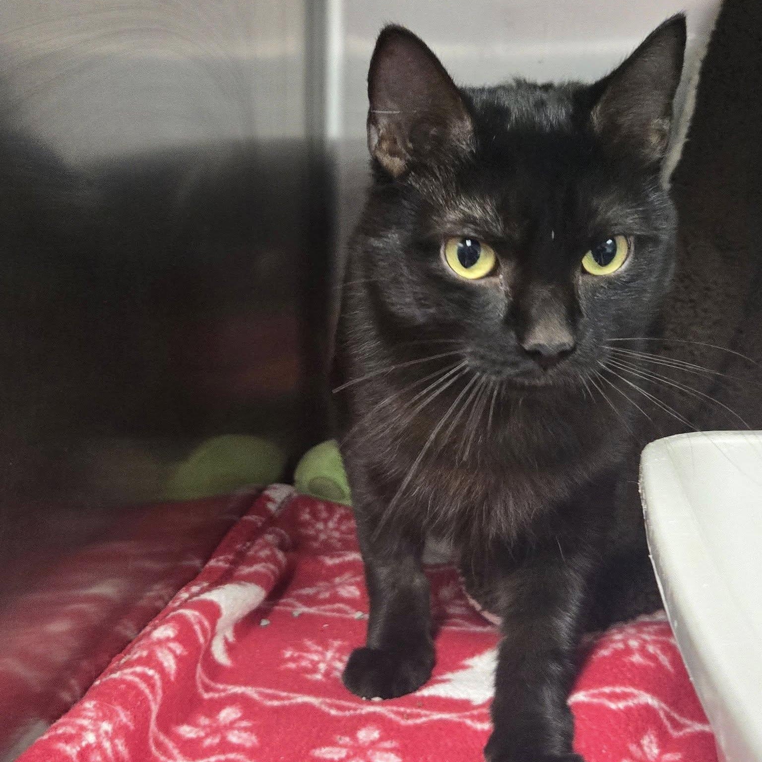 Honor, a Adoptable Domestic Short Hair in Chilton, WI image 1/6