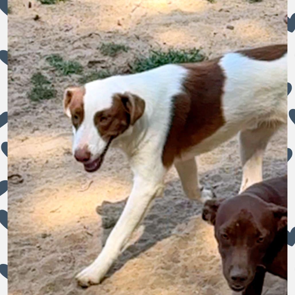 Cody, Adoptable, Young Male Border Collie.