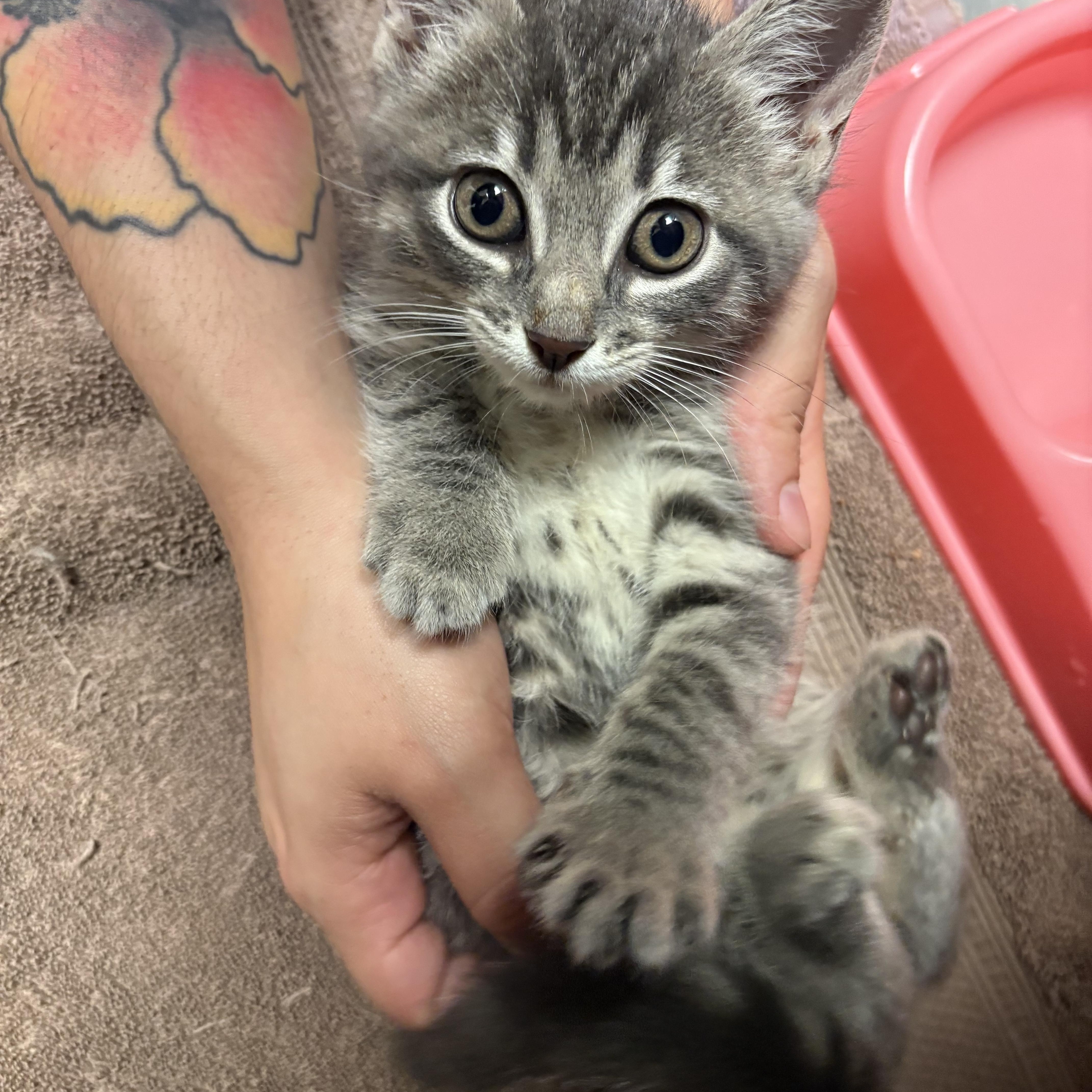 Enlarge Susurrus, a ADOPTABLE Domestic Short Hair in Blue Springs, MO image 1/1