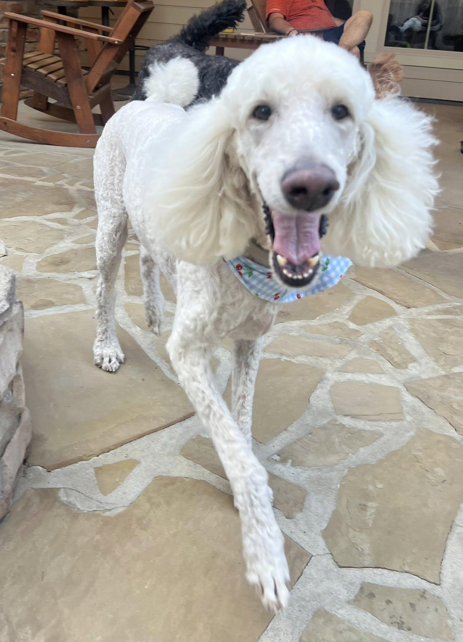 Enlarge Duke, a ADOPTABLE Standard Poodle in Baton Rouge, LA image 3/3