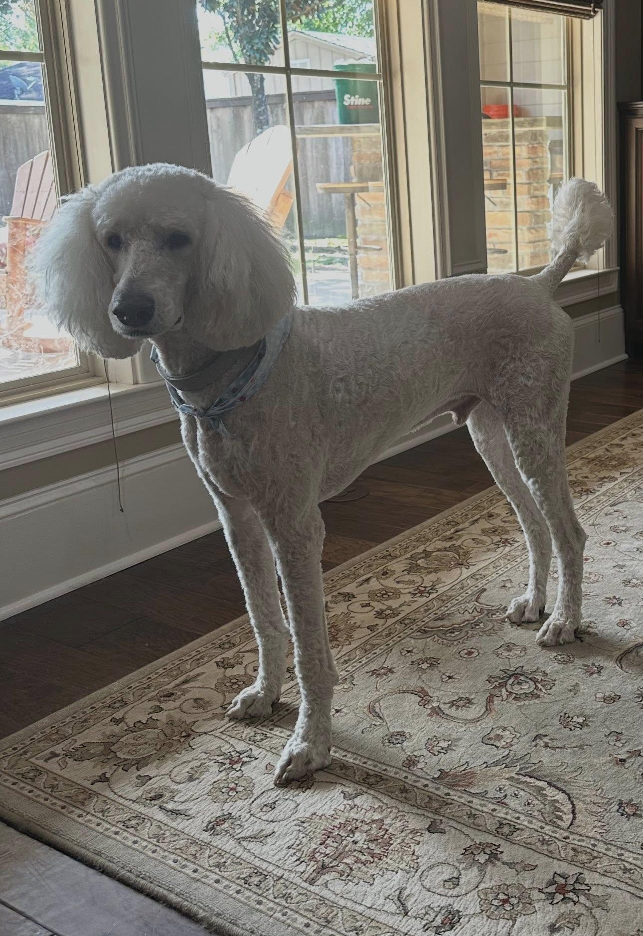 Enlarge Duke, a ADOPTABLE Standard Poodle in Baton Rouge, LA image 2/3