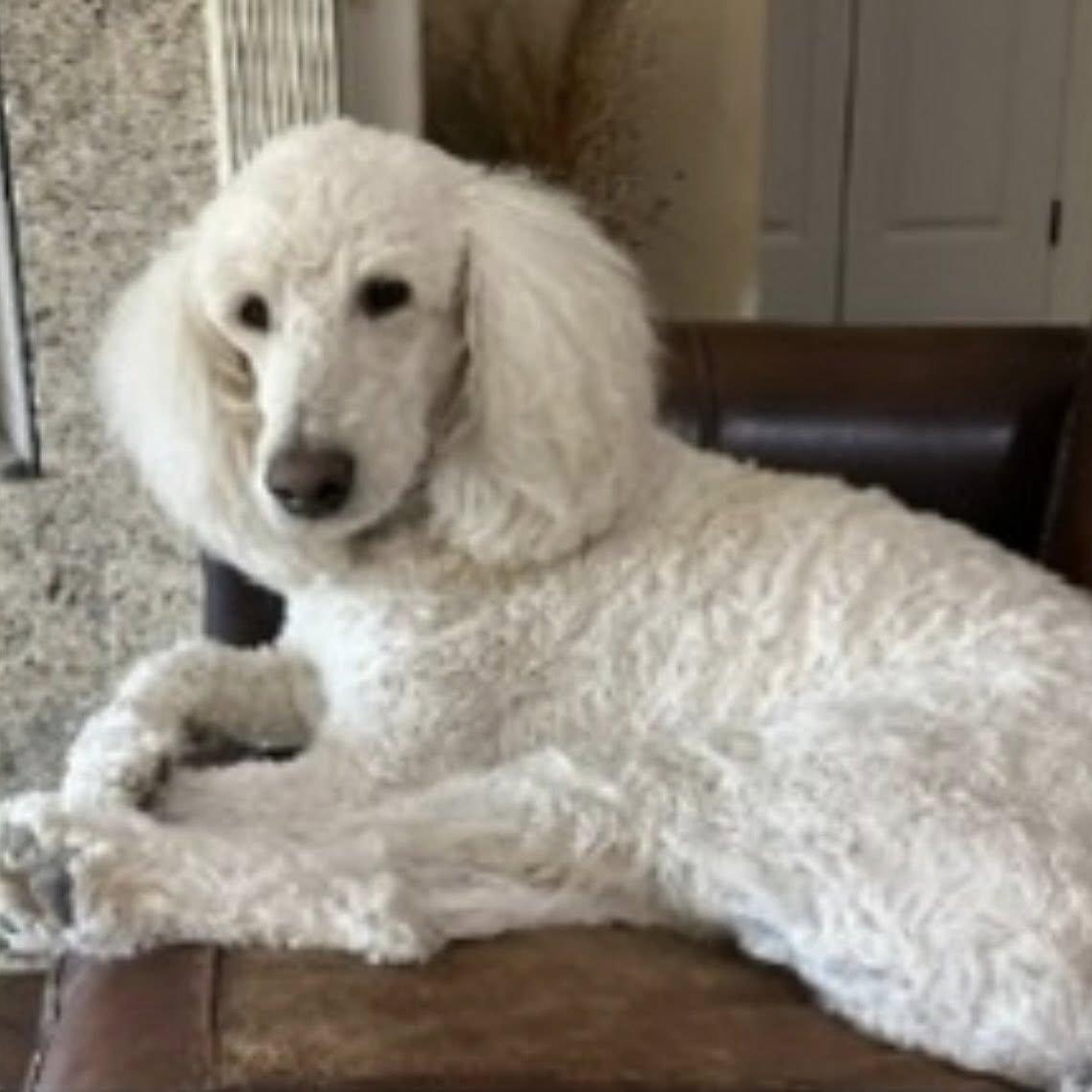 Enlarge Duke, a ADOPTABLE Standard Poodle in Baton Rouge, LA image 1/3