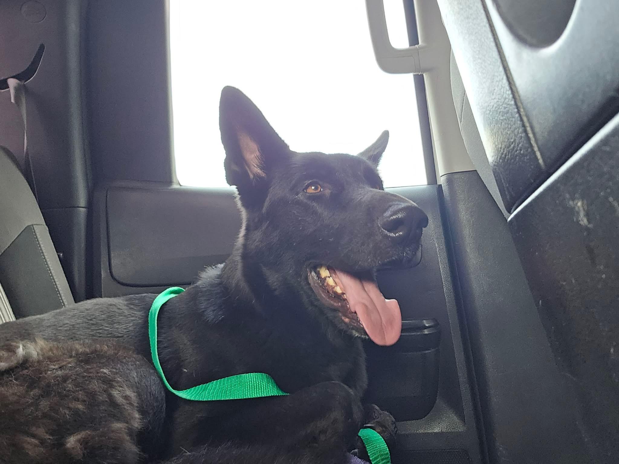 Enlarge Hannah, a ADOPTABLE mixed breed in Jefferson City, MO image 3/6