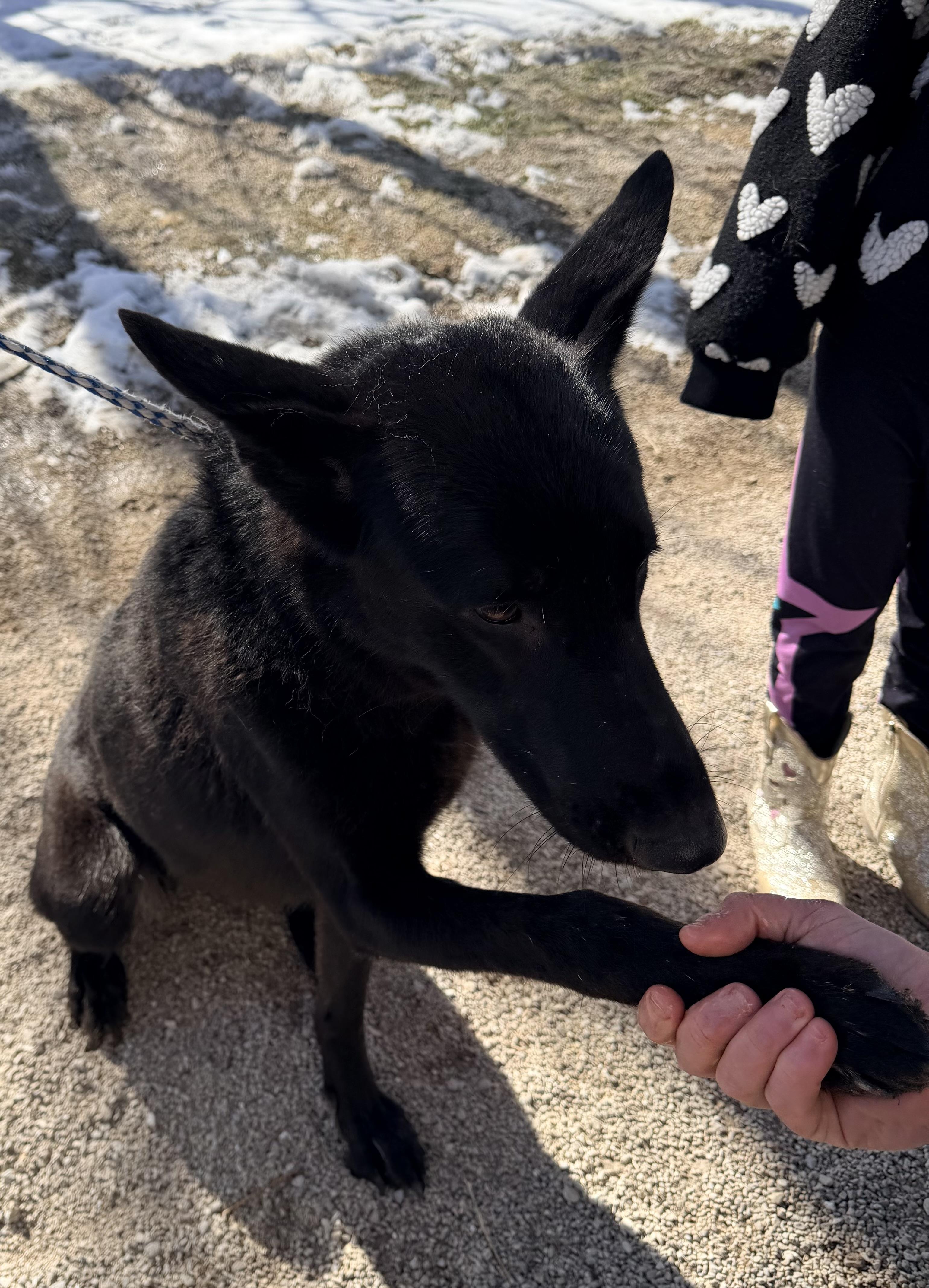 Enlarge Hannah, a ADOPTABLE mixed breed in Jefferson City, MO image 6/6