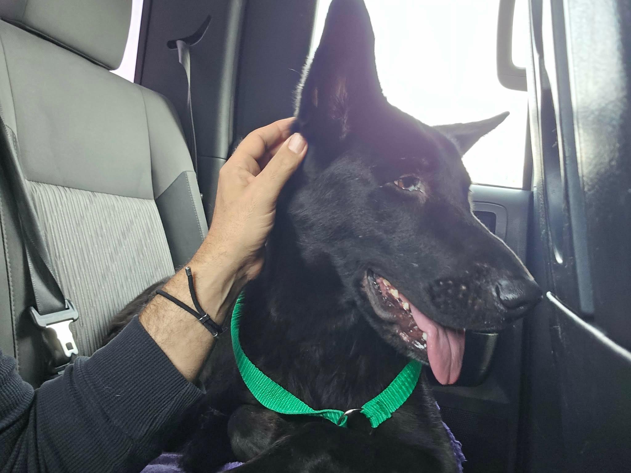 Enlarge Hannah, a ADOPTABLE mixed breed in Jefferson City, MO image 4/6