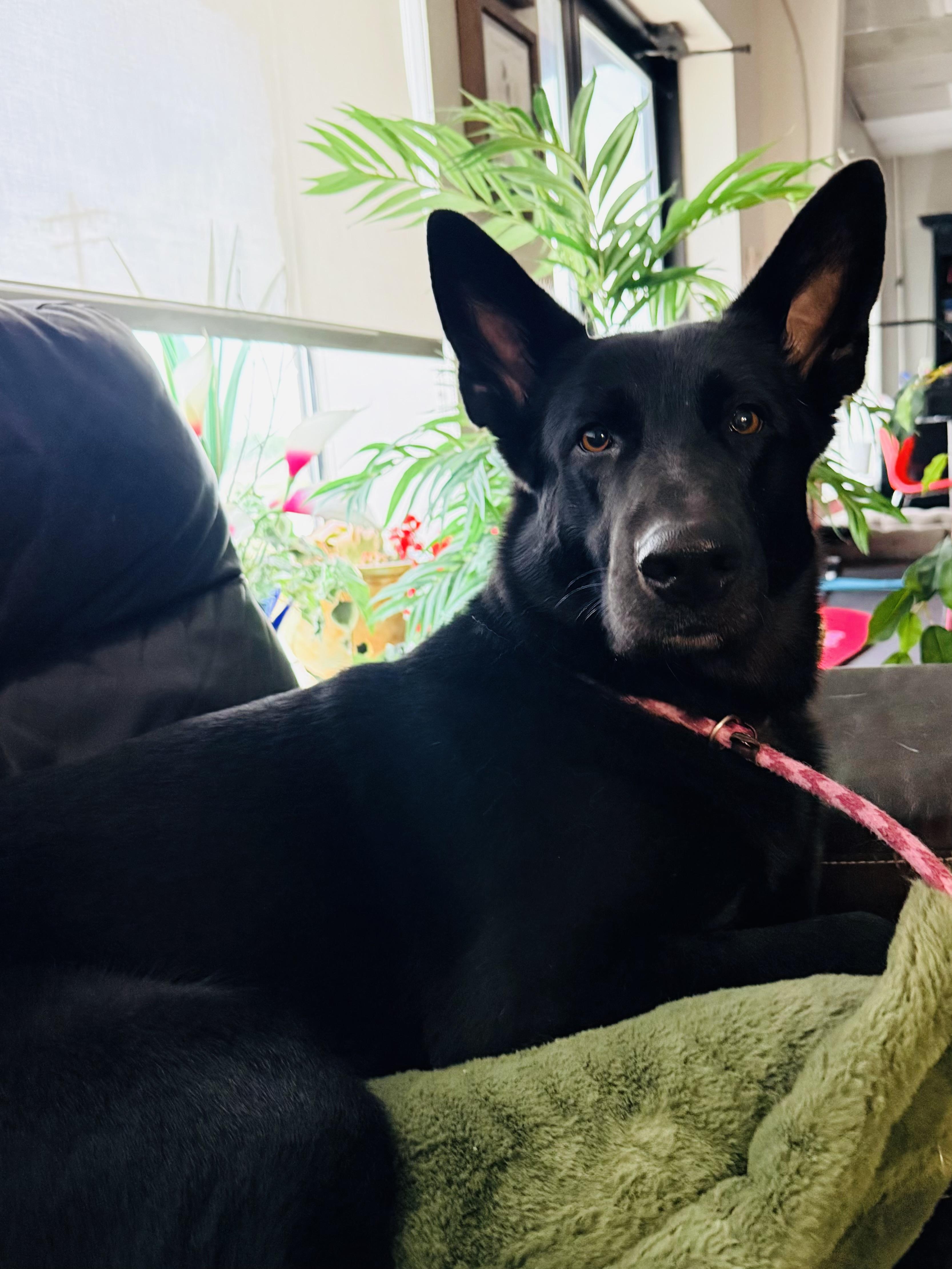 Hannah, adoptable, Young Female German Shepherd Dog.