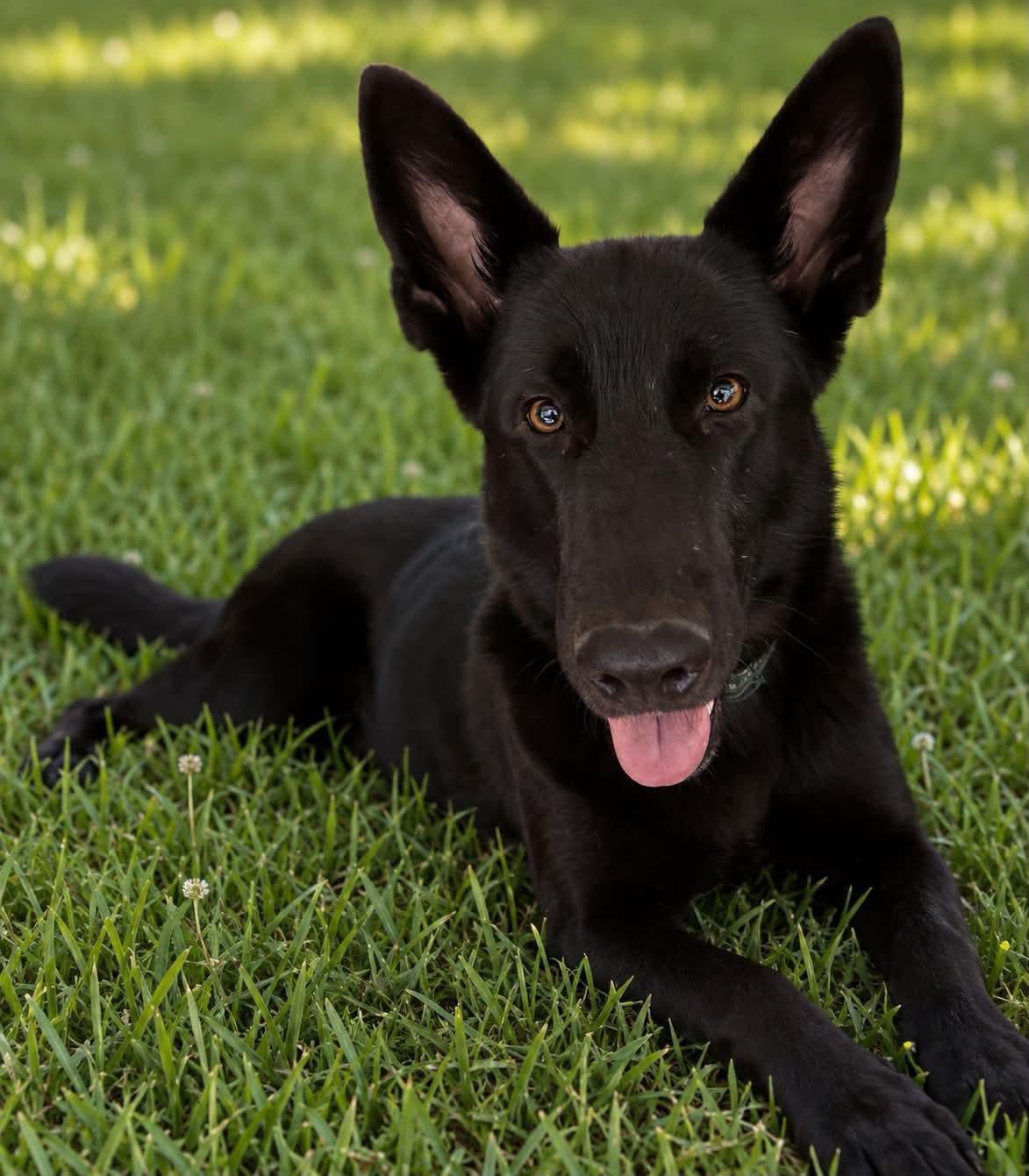 Enlarge Hannah, a Adoptable mixed breed in Jefferson City, MO image 3/6
