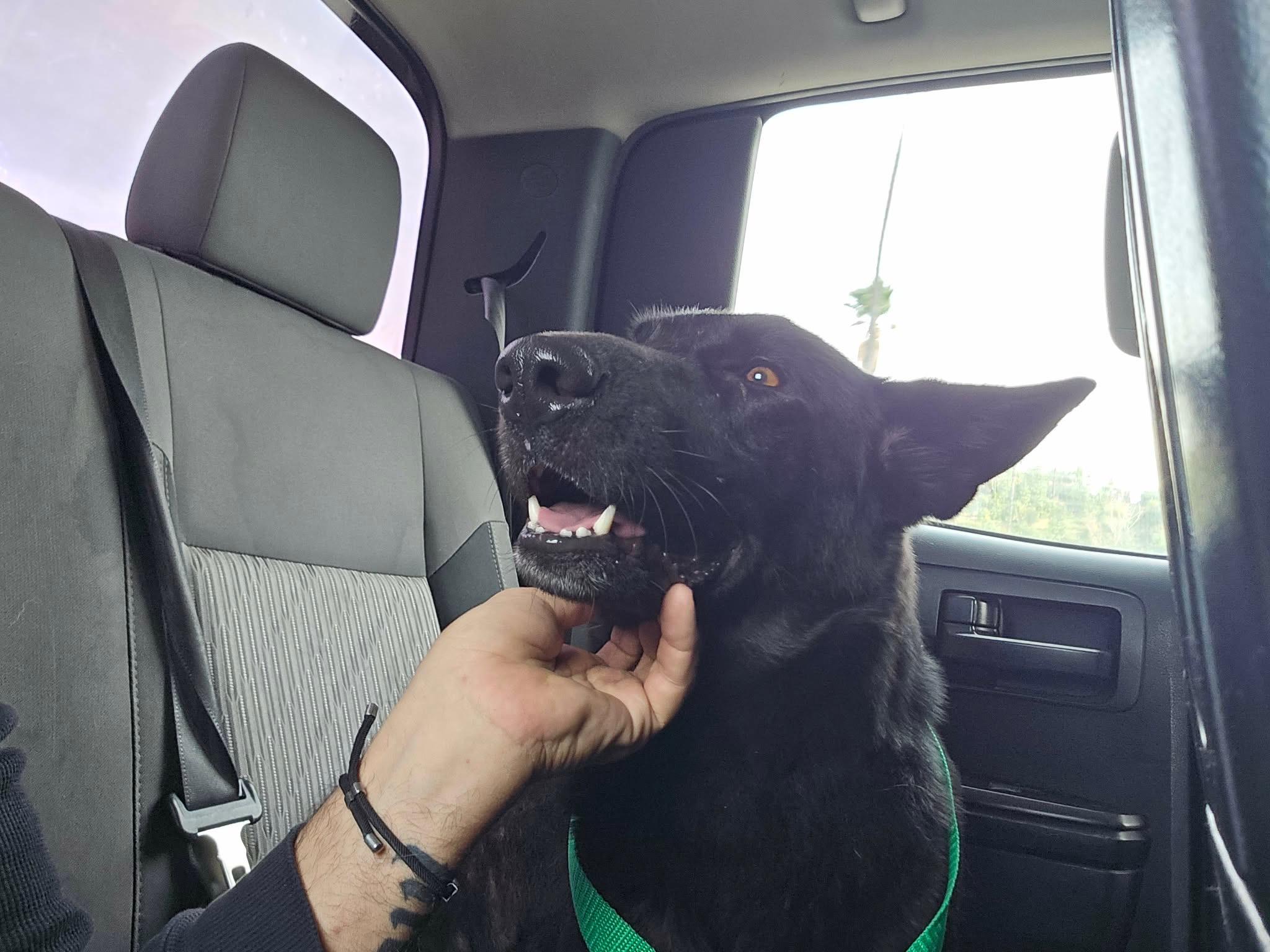 Hannah-Coming Soon, ADOPTABLE, Adult Female German Shepherd Dog.