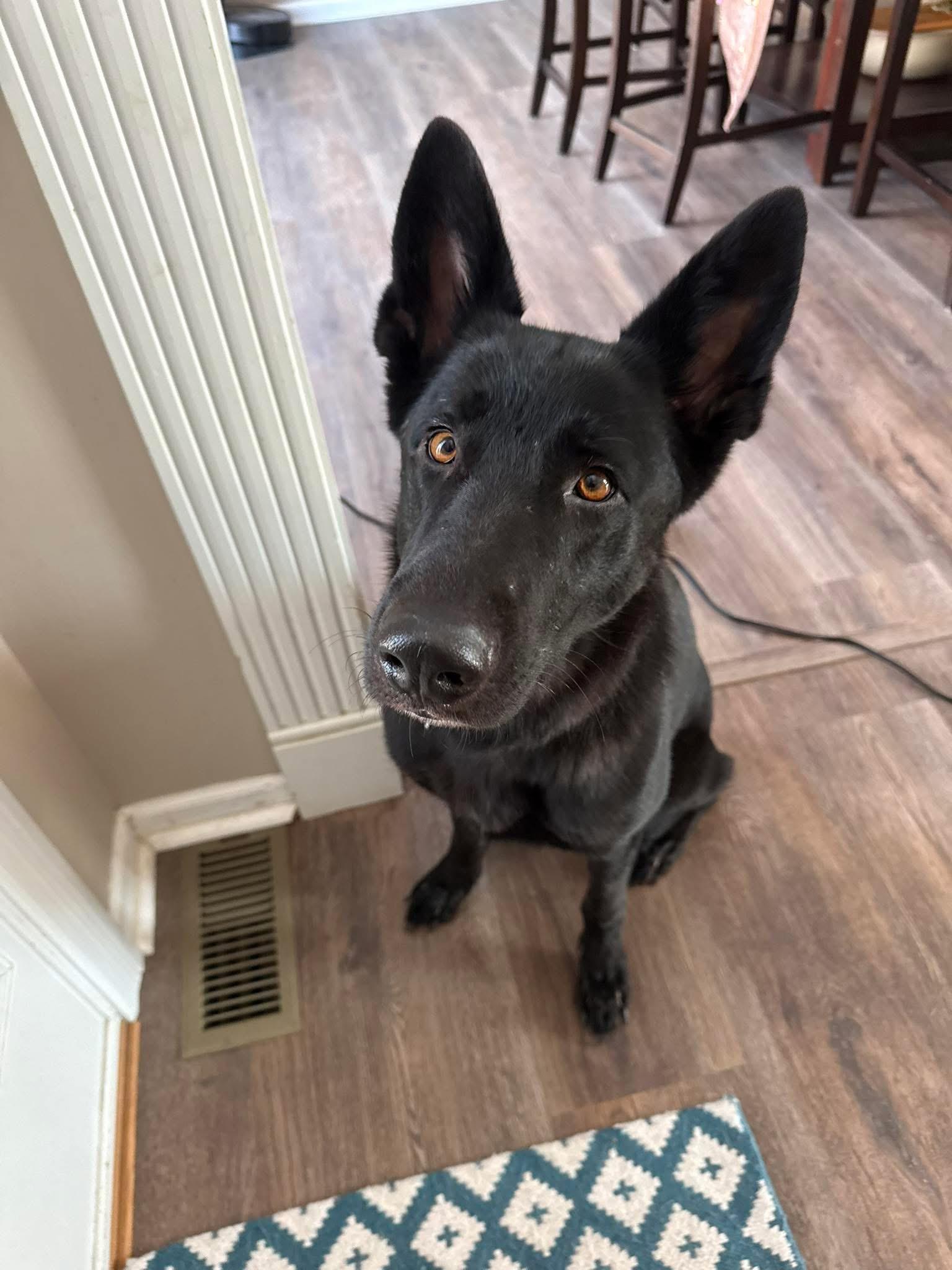 Hannah, ADOPTABLE, Young Female German Shepherd Dog.