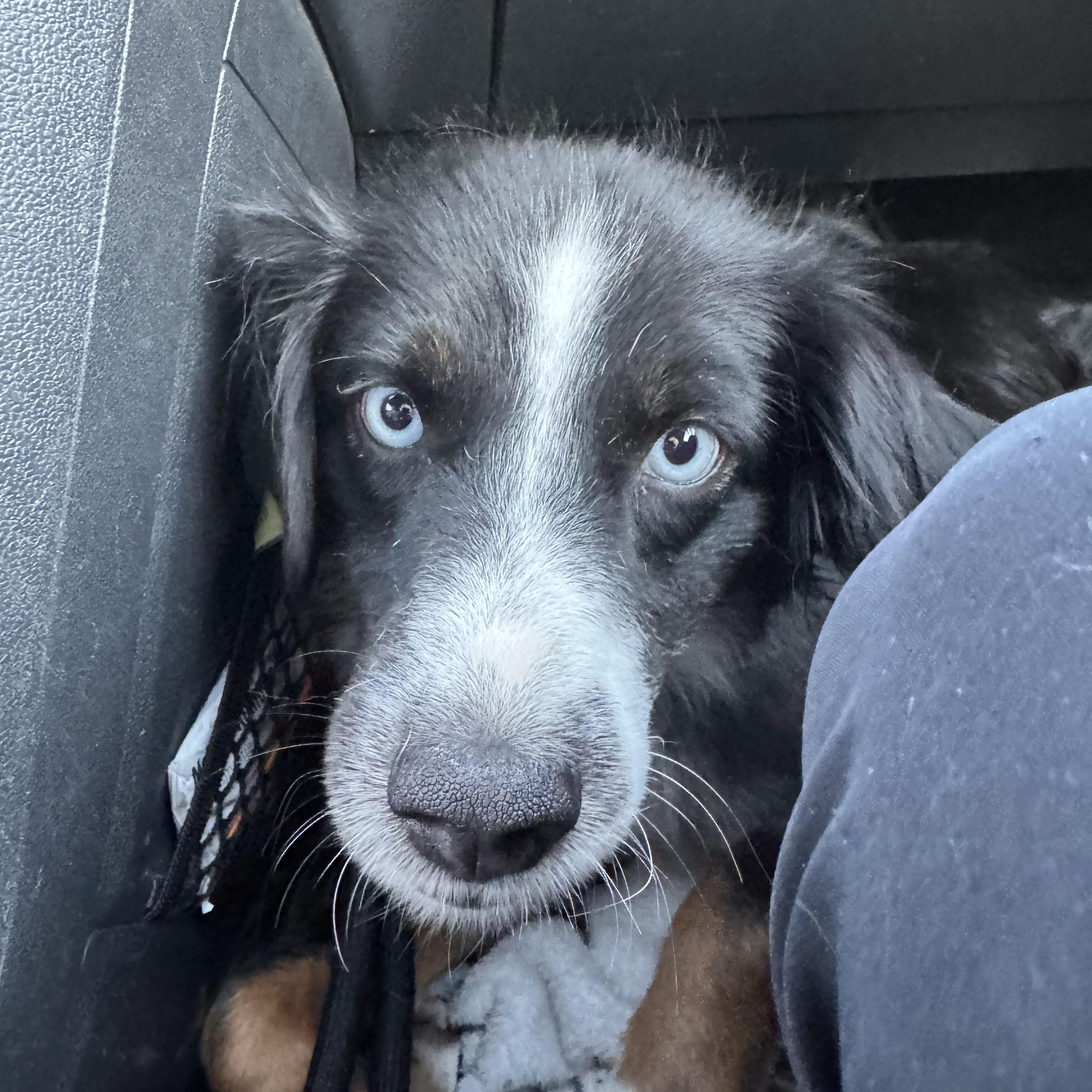 Artie, Adoptable, Young Female Australian Shepherd.